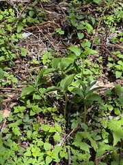 Fototapeta premium 上高地 ユキザサ 長野県