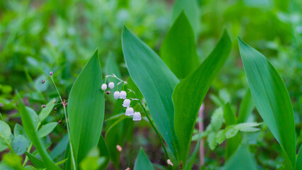 Fragrant white flowers lilies of the valley bloom in the wild forest in May with small white bells