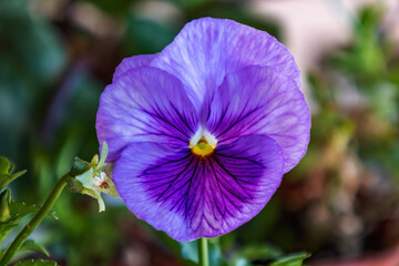 Violet garden pansy (Viola &times; wittrockiana). A large-flowered hybrid plant cultivated as a garden flower. It is derived by hybridization of several species of Melanium "the pansies" of the genus Viola