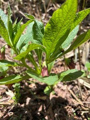 上高地 ハシリドコロ 長野県