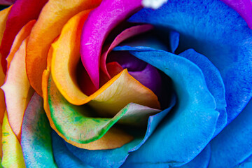 Fototapeta na wymiar Rainbow Rose 2