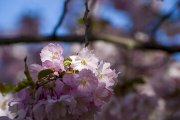 Close-up of sakura tree full in blooming pink flowers