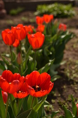 red tulips in the garden