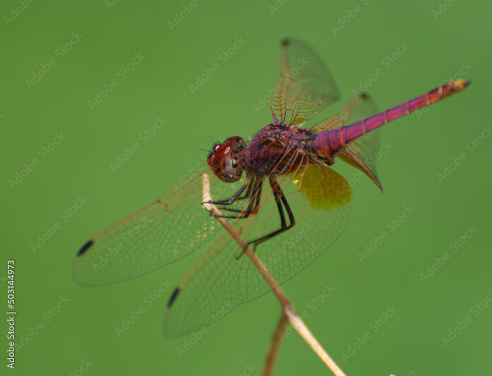 Sticker Closeup shot of a violet dropwing standing on a plant on a sunny day with blurred green background