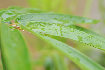 Closeup shot of waterdrops on thin green leaves