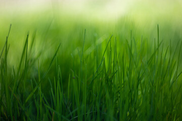 Green grass bokeh background