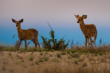 A pair of white-tailed deer on the beach with ocean in the background