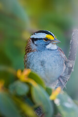 A handsome male white-throated sparrow, Zonotrichia albicollis,  on a branch of rhododendron 