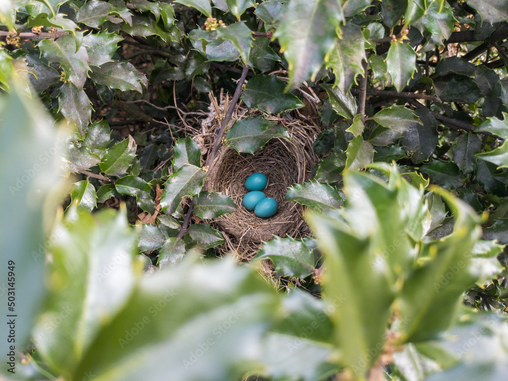 Wall mural Bird's nest with blue robin bird eggs on a tree.