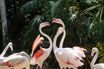 Zwei liebende Flamingos in Herzform