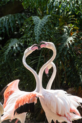 Zwei liebende Flamingos in Herzform