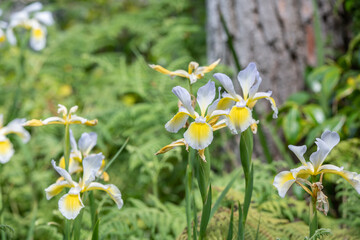 Gelb blühende Sumpf-Schwertlilie / Iris im Sommer
