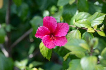 Pink blühende Hibiskus Blüten im Sommer © Julia