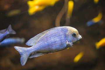 Closeup shot of an African cichlid fish swimming underwater © Adrian Ferrer Iglesias/Wirestock Creators