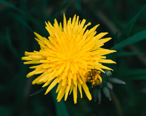 Selective shot of a common dandelion (Taraxacum officinale) with yellow petals in a garden