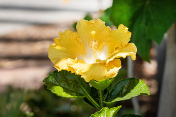 Gelb blühende Hibiskus Blüte im Sommer © Julia
