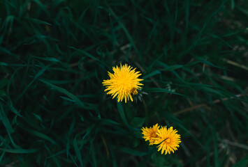 Top view of common dandelions (Taraxacum officinale) with yellow petals in a garden - obrazy, fototapety, plakaty