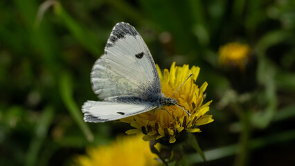 Closeup of a butterfly perched on a yellow dandelion against a blurry green background