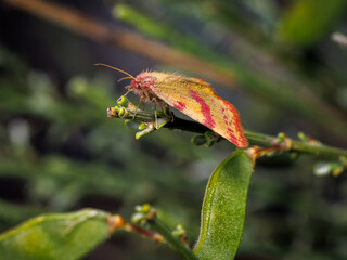 Chickweed Geometer (Haematopis grataria) in their natural environment.