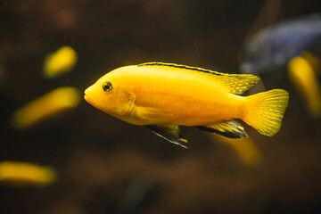 Closeup shot of a yellow African cichlid fish swimming underwater