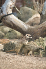 Vertical shot of two small meerkats play-fighting in the Schwerin Zoo in Germany