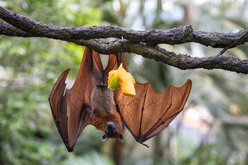 Large flying fox hanging upside down from a tree branch with pieces of fruit