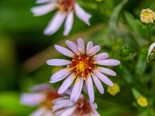 Obraz premium a close-up photo of a tripolium pannonicum flower