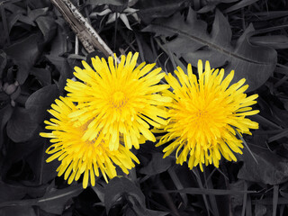selective color close up of three bright yellow spring dandelion flowers with a black background of...
