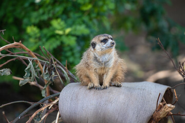 Erdmännchen in Südafrika
