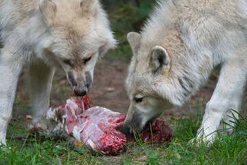 White wolves eating a piece of raw meat