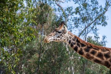 Giraffe in Südafrika