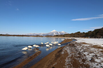 2021年12月の福島県猪苗代湖の志田浜からの磐梯山の眺めと白鳥