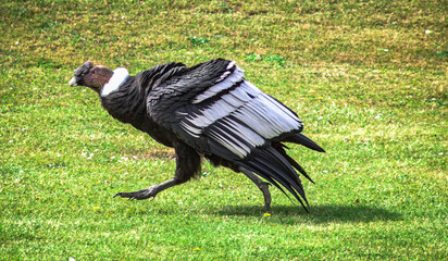 Andean condor walking on the ground