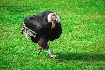 Condor walking on the ground
