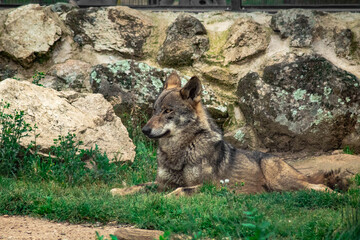 Iberian wolf lying in a meadow