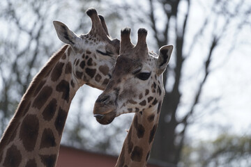 Closeup of two cute giraffes cuddling in the Schwerin Zoo in Germany under a clear sky © Daniel Kabak/Wirestock Creators