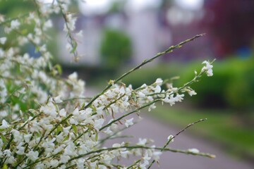 white flowers on bush in spring