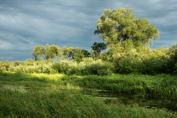 Fototapeta premium Trees, bushes and water - summer landscape near the Berezina river in Belarus