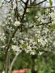 Apple Tree Blossoms