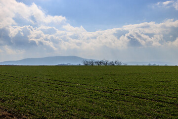 Fototapeta na wymiar A green filed in sunny spring day.