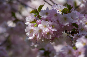 Beautiful cherry blossoms in park. Close-up of sakura tree full in blooming pink flowers in spring in a picturesque garden. Branches of the tree over sunny blue sky. Floral pattern texture, wallpaper