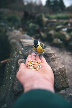 Selective focus shot of a person feeding a great tit with grain