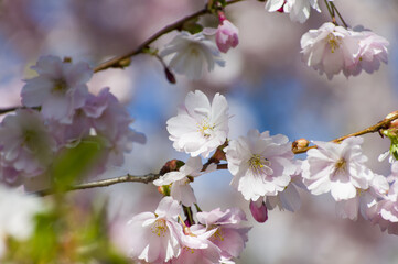 Beautiful cherry blossoms in park. Close-up of sakura tree full in blooming pink flowers in spring in a picturesque garden. Branches of the tree over sunny blue sky. Floral pattern texture, wallpaper
