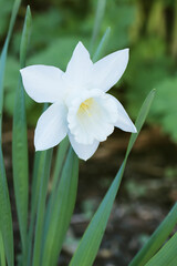 Fototapeta premium White Daffodil flower against the natural background