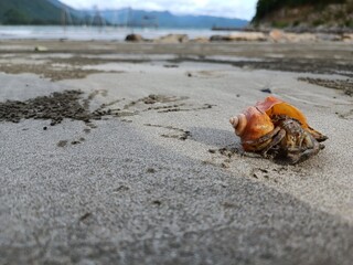 hermit crab on the beach
