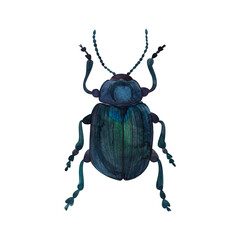Beetle blue, insect, scarab, watercolor illustration isolated on white background