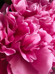 Floral petals pink peony natural background