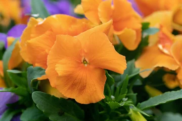 Muurstickers Big orange blossom of a pansy flower. © Amalia Gruber