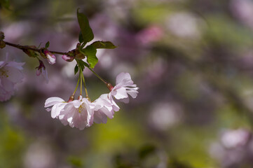 Beautiful cherry blossoms in park. Close-up of sakura tree full in blooming pink flowers in spring in a picturesque garden. Branches of the tree over sunny blue sky. Floral pattern texture, wallpaper