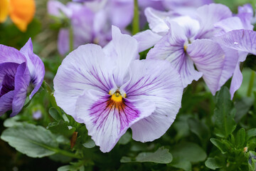 Big light and dark purple blossom of a two-toned pansy flower.